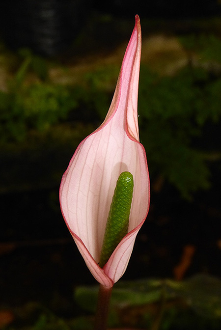 Anthurium carlablackiae