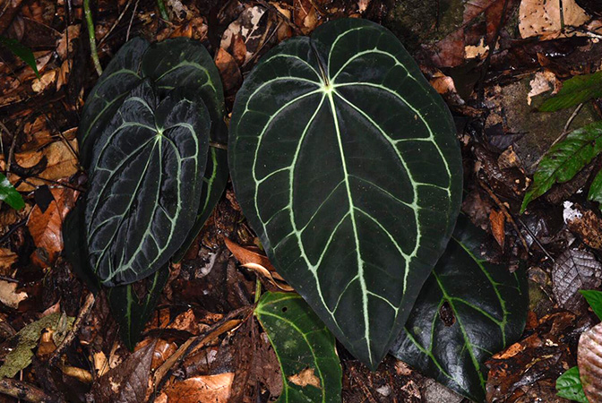Anthurium carlablackiae