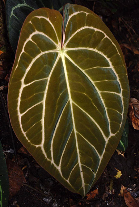 Anthurium carlablackiae