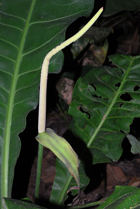 Anthurium caucavallense