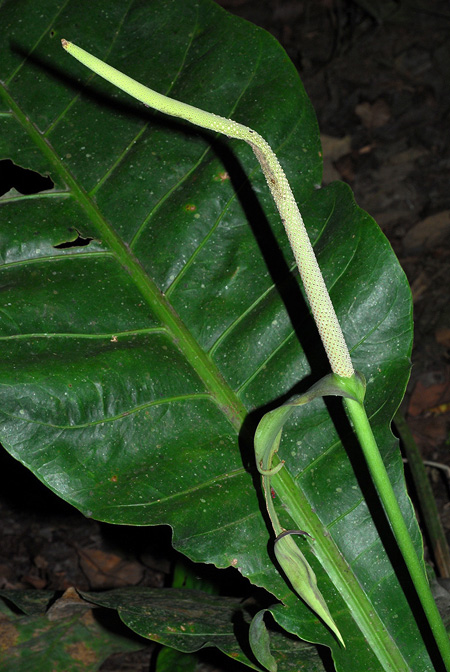 Anthurium caucavallense