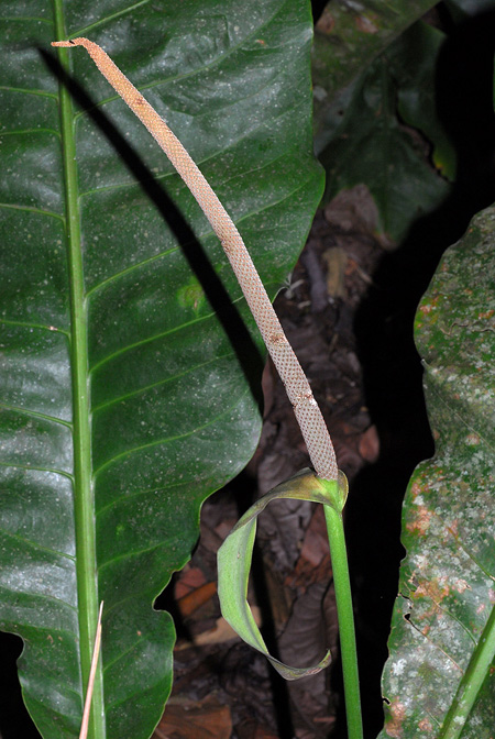 Anthurium caucavallense
