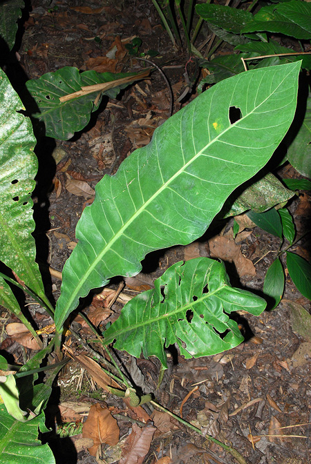 Anthurium caucavallense