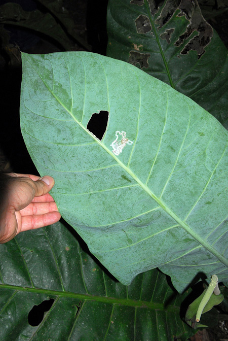 Anthurium caucavallense