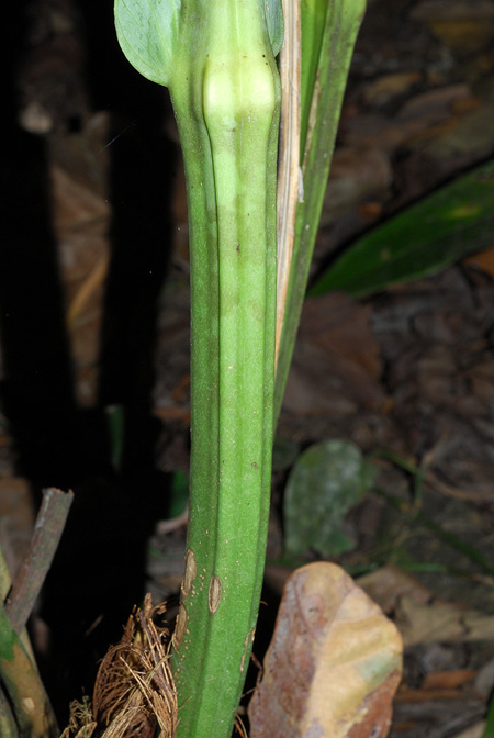 Anthurium caucavallense