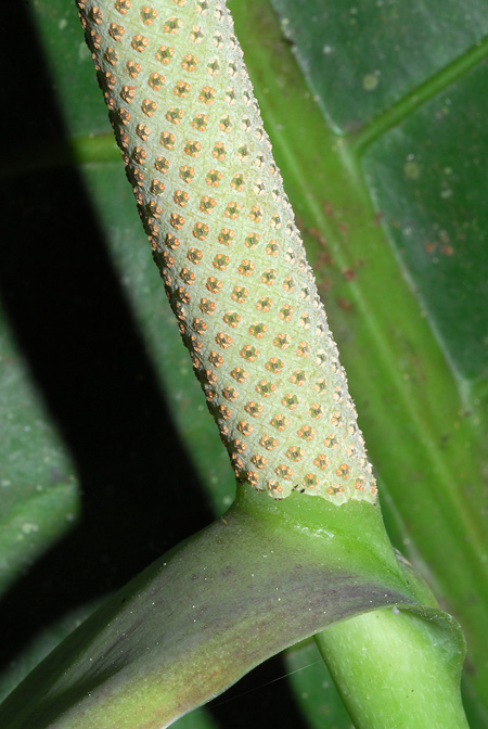 Anthurium caucavallense