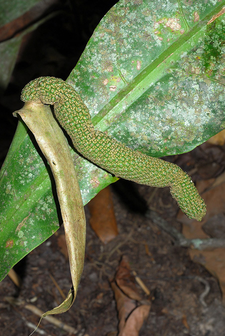 Anthurium caucavallense