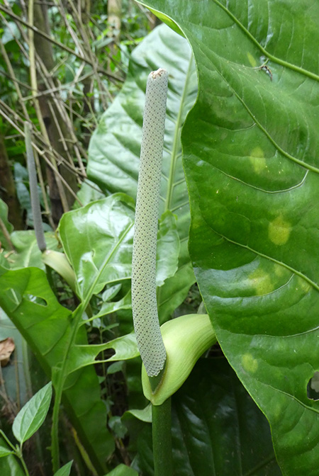 Anthurium caucavallense