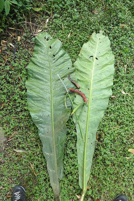 Anthurium caucavallense