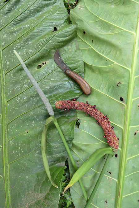 Anthurium caucavallense