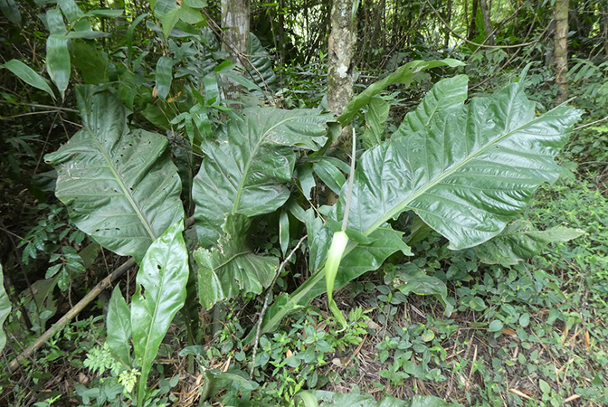 Anthurium caucavallense