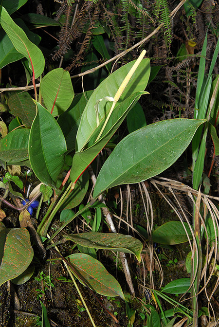 Anthurium caulorrhizum