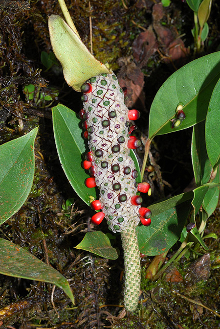 Anthurium caulorrhizum