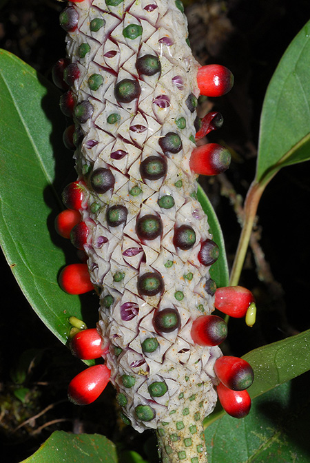 Anthurium caulorrhizum