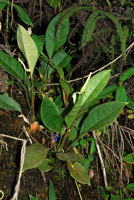 Anthurium caulorrhizum