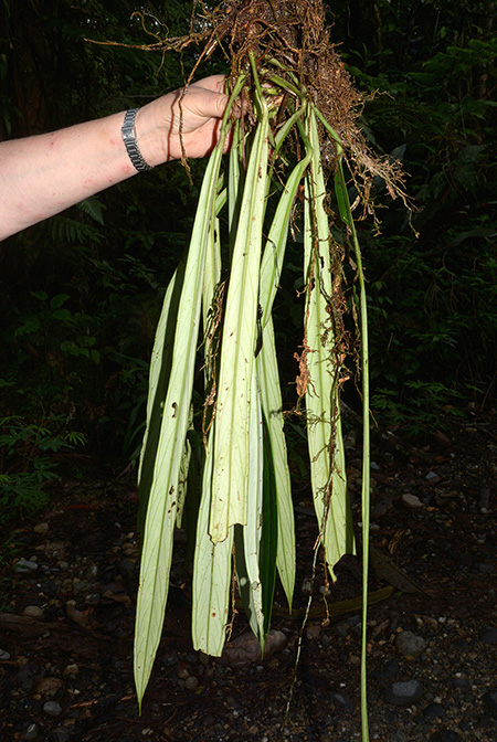 Anthurium ceronii
