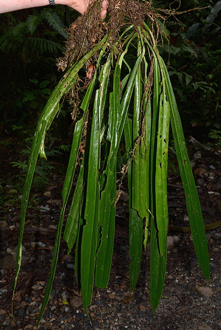 Anthurium ceronii