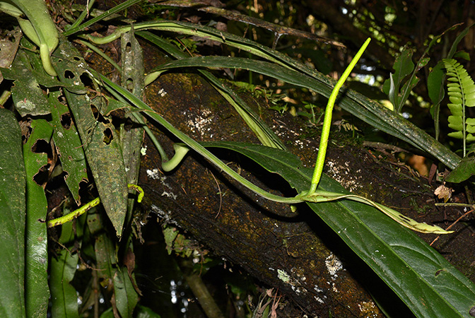 Anthurium ceronii