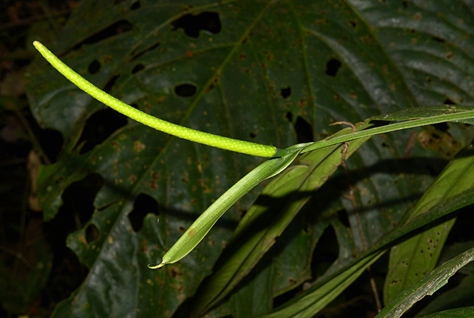 Anthurium ceronii