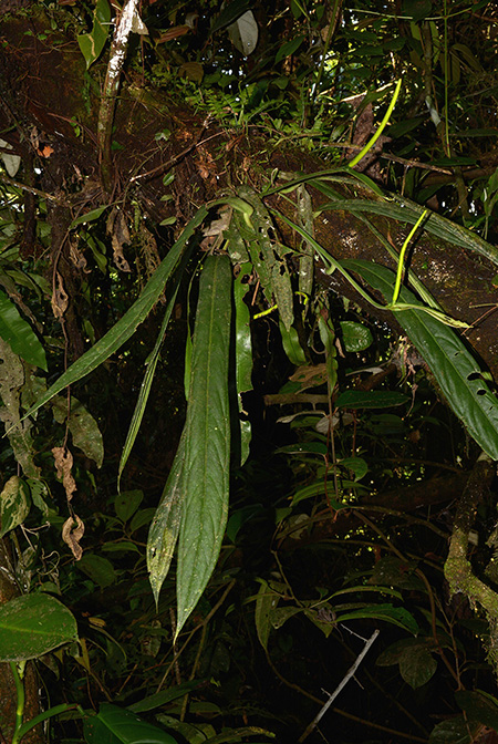 Anthurium ceronii