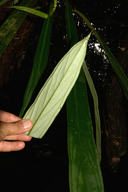 Anthurium ceronii