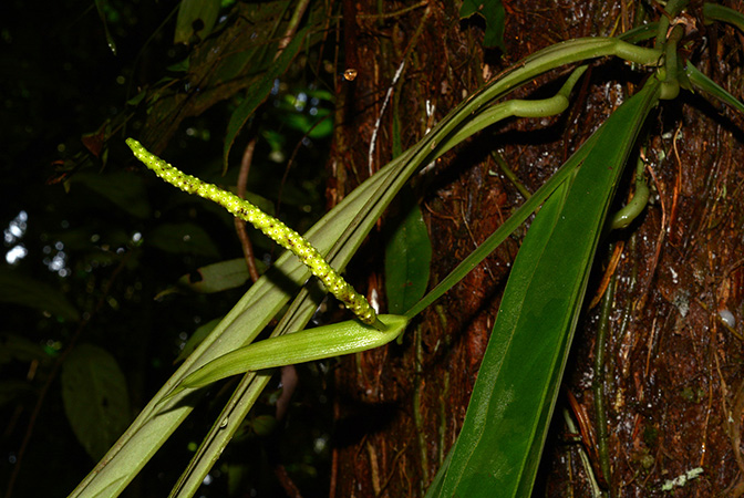 Anthurium ceronii