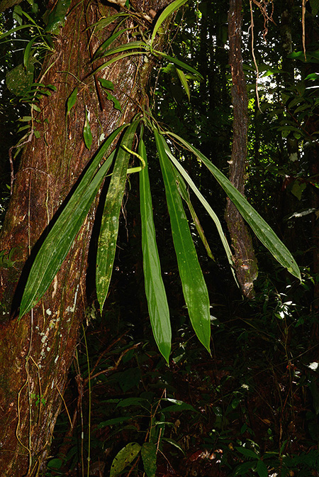 Anthurium ceronii