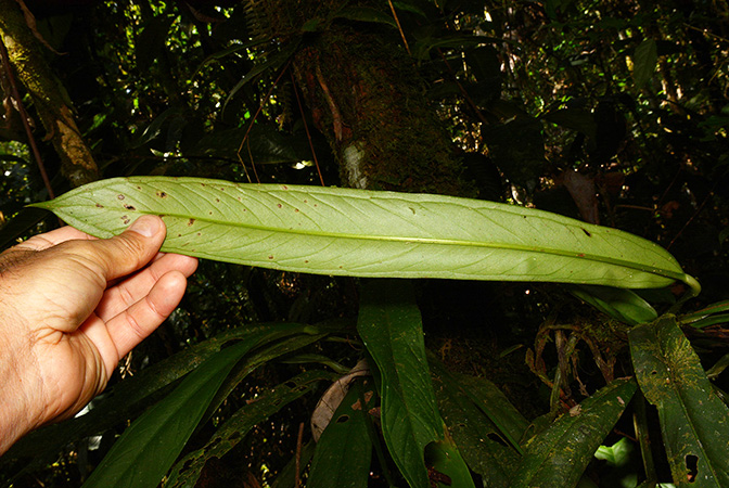 Anthurium ceronii