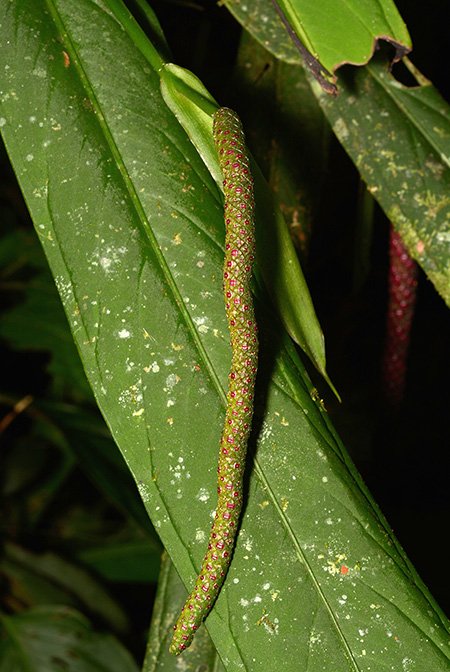 Anthurium ceronii