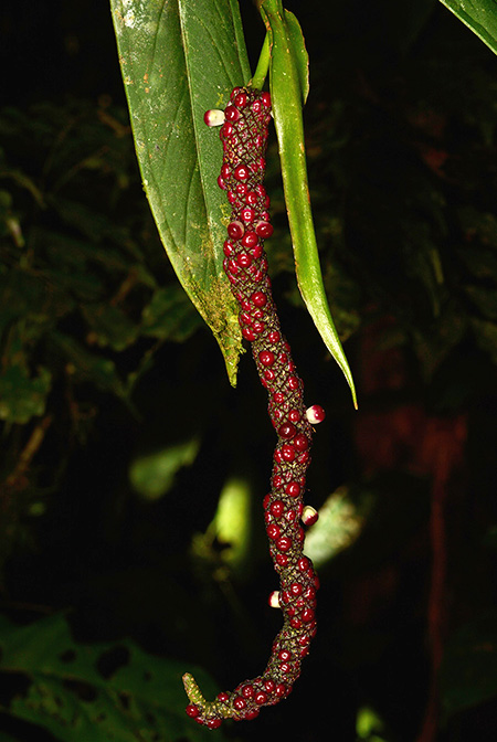 Anthurium ceronii