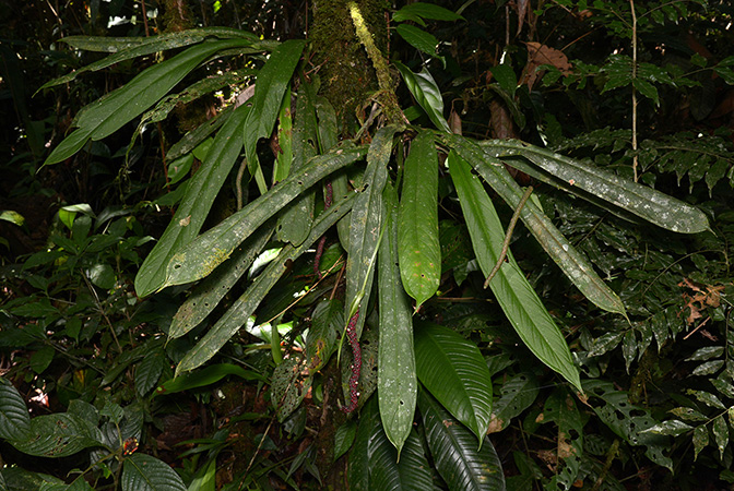 Anthurium ceronii
