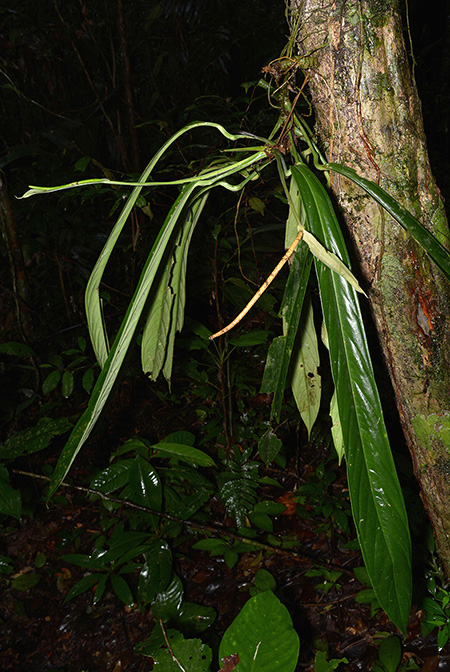 Anthurium ceronii