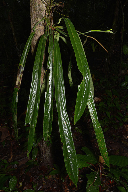 Anthurium ceronii