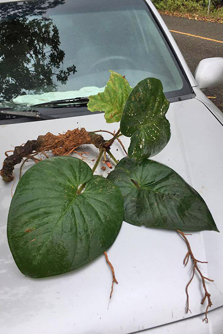 Anthurium cerrocampanense