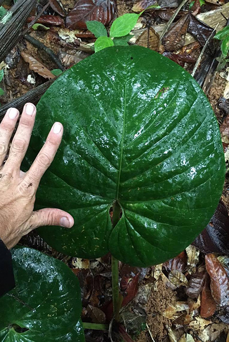 Anthurium cerrocampanense