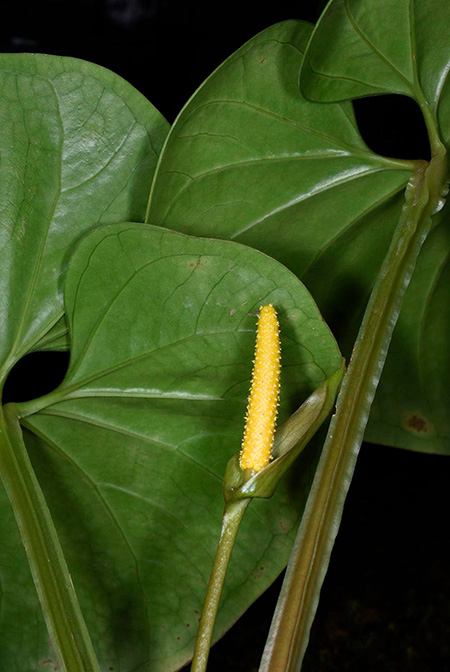 Anthurium cerrocampanense