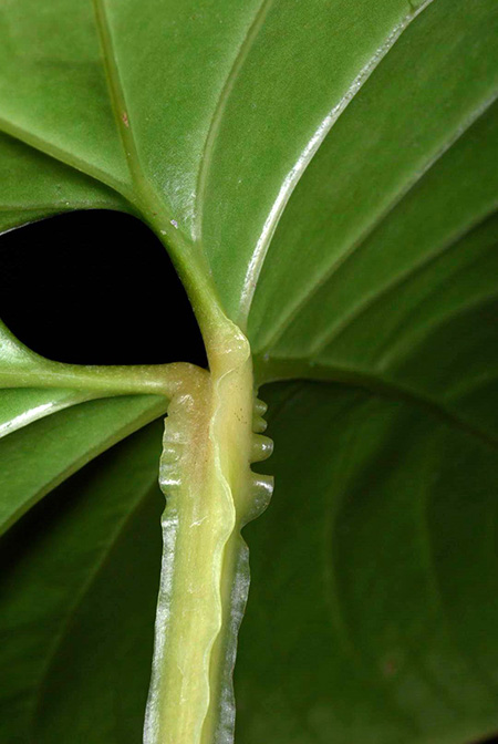Anthurium cerrocampanense