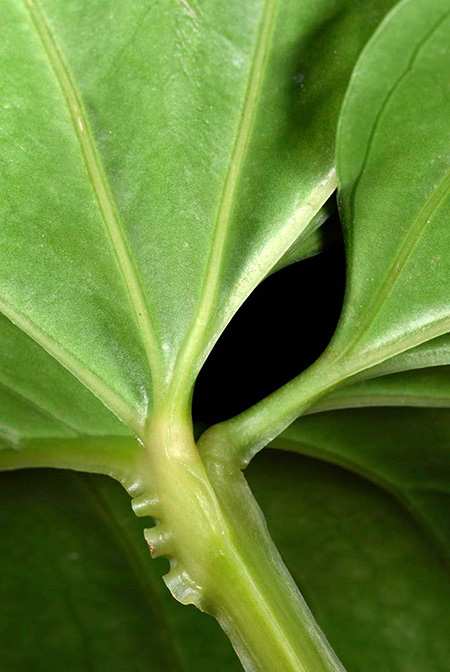 Anthurium cerrocampanense