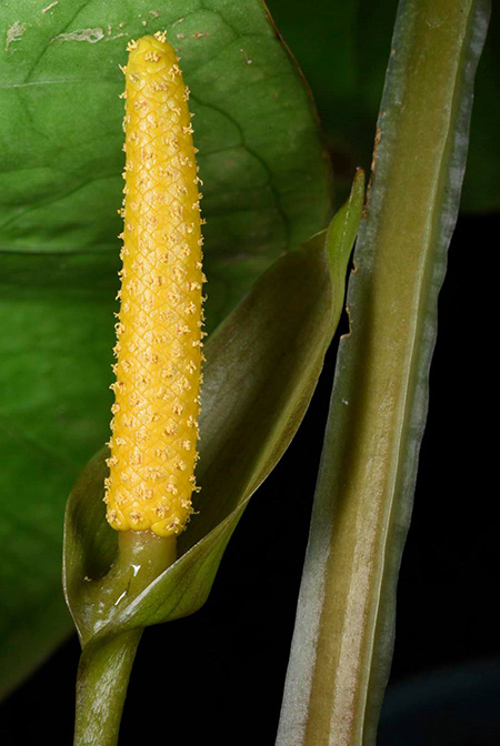 Anthurium cerrocampanense