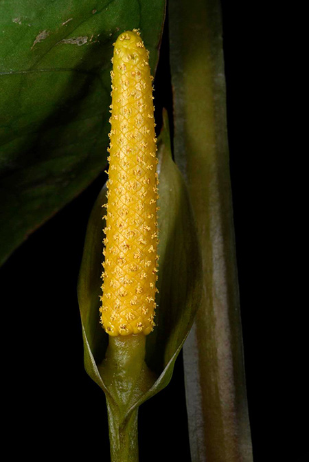 Anthurium cerrocampanense