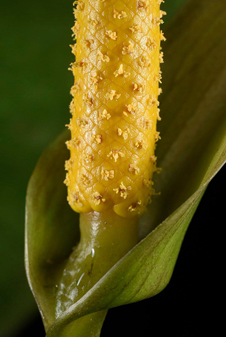 Anthurium cerrocampanense