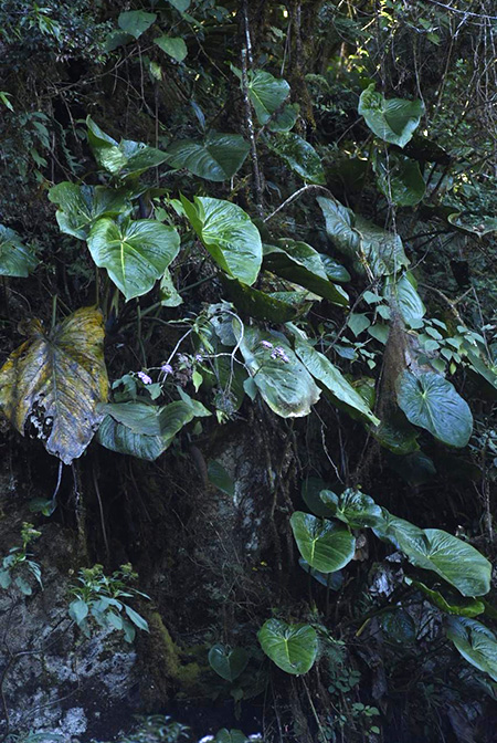 Anthurium cerropelonense