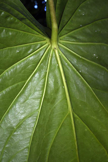 Anthurium cerropelonense