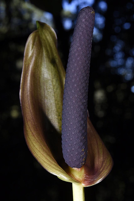 Anthurium cerropelonense