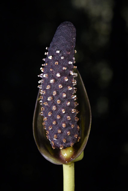 Anthurium cerropelonense