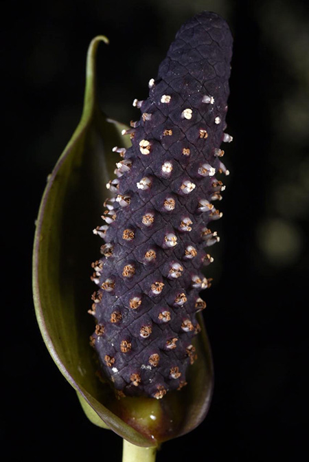 Anthurium cerropelonense