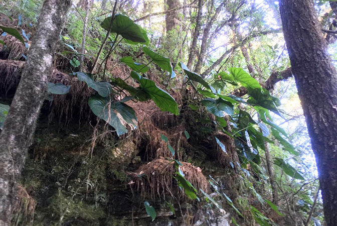 Anthurium cerropelonense