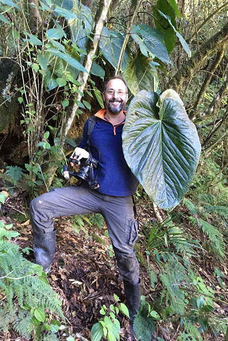 Anthurium cerropelonense