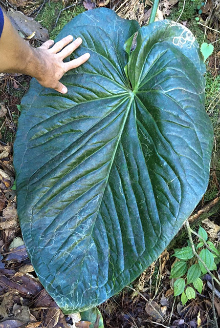 Anthurium cerropelonense