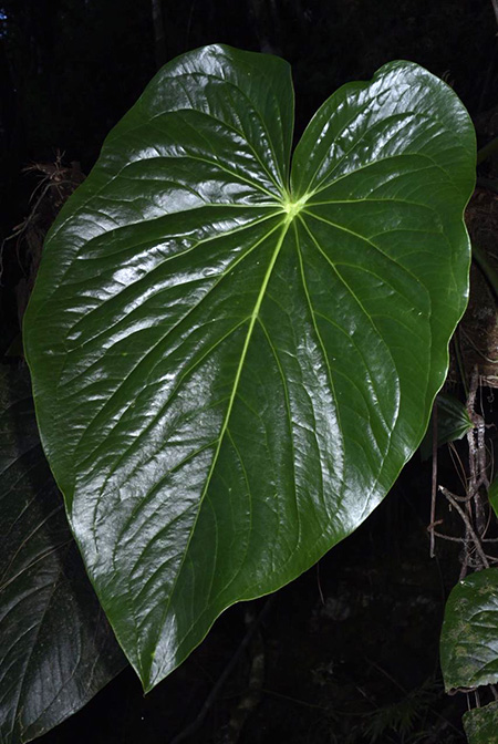 Anthurium cerropelonense